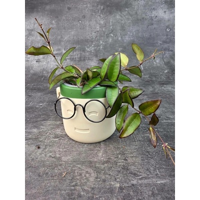 Hoya Rosita 9 cm (Voskovka s načervenalými listy)