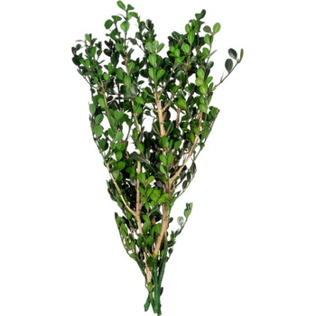 Buxus