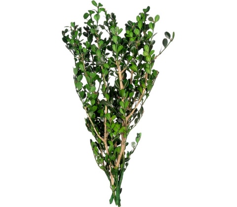 Buxus