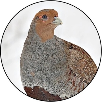 VIZINGR Koroptev MINI logo L1 č.154