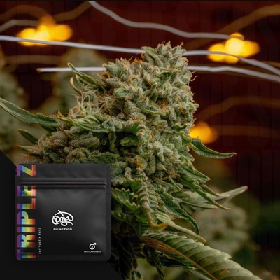 Doja Genetics Triple Z regular semienka neobsahujú THC 6 ks