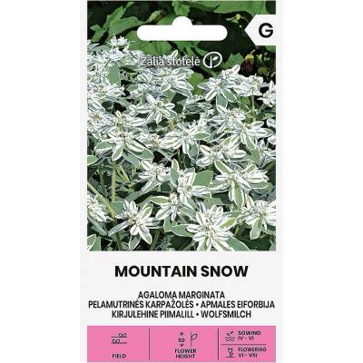 Seklos Еуфорбия (Перлена млечка) Mountain Snow