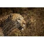 DIMEX ART Флизелинов фототапет леопард на лов 375 x 250 см
