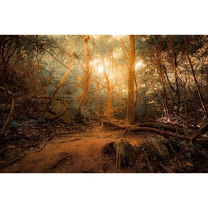 DIMEX ART Флизелинов фототапет мистериозна джунгла 375 x 250 см