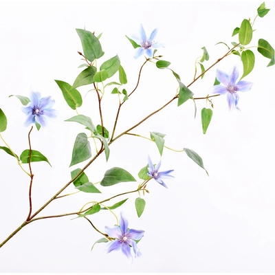 Plamének - clematis levand - modrý 147 cm