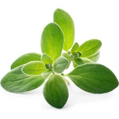 VÉritable (Франция) Пълнител (лингот) Marjoram Organic за настолна градина Véritable® - майорана (VLIN-A10-Mar03B)