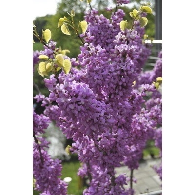 Zmarlika čínská Cercis chinensis 'Avondale' výška 60-80 cm květináč 7,5 l