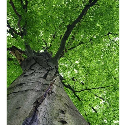 Dimex MS-3-0101 vliesová fototapeta na zeď Koruna stromu rozmery 225 x 250 cm