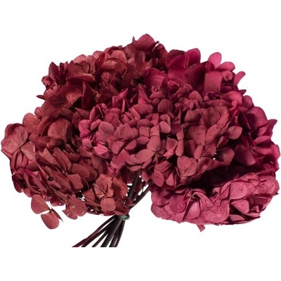 Hydrangea stabilizovaná big purpurová