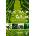 Plant Tissue Culture | Sunghun Park