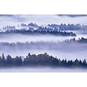 DIMEX ART Флизелинов фототапет мъгла и дървета 375 x 250 см