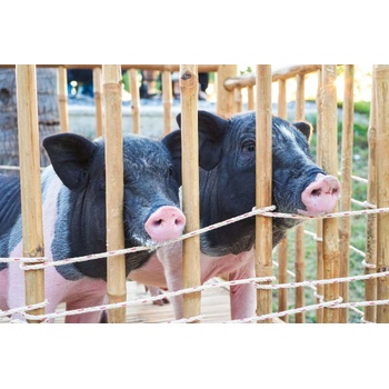 DIMEX ART s. r. o Флизелинов фототапет близнени прасенца 375 x 250 см