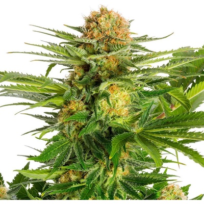 Kannabia Seeds White Domina semena neobsahují THC 5 ks