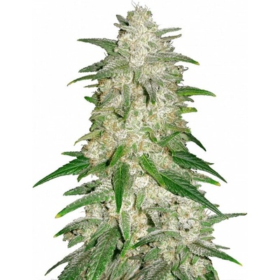Fastbuds Gelato Auto semienka neobsahujú THC 100 ks