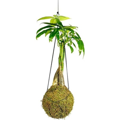 Gardners Kokedama Pachira spletený kmen (L) Pachira vodní 1 ks