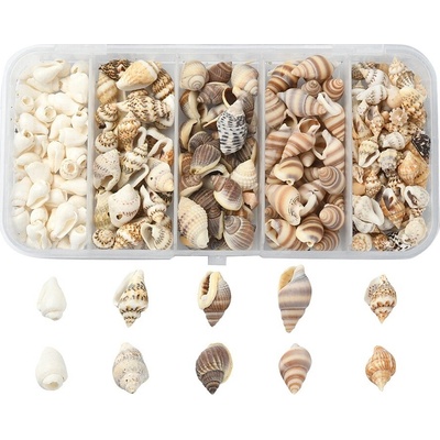 Přírodní mořské mini mušle bez dírky - sada v krabičce 50g - cca 6 ~ 18 mm - 1 balení – Hledejceny.cz