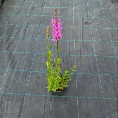GREENBOSS FLOWER Kyprej vrbice Průměr květináče: 9 až 12 cm