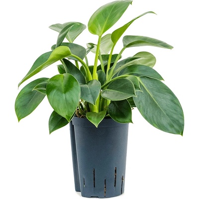 Philodendron Green Princesss hanger 15/19 výška 40 cm