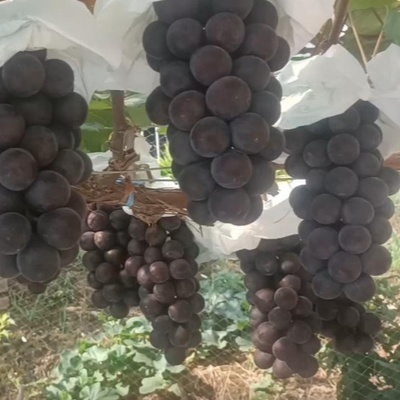 Vinič Black King NEW Japan