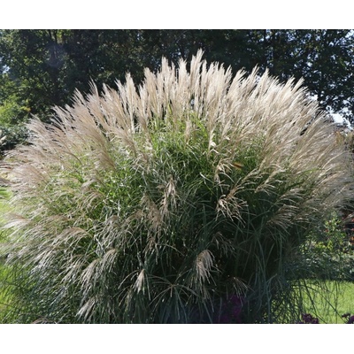 Miscanthus sinensis FEDERWEISSER - ozdobnice čínská