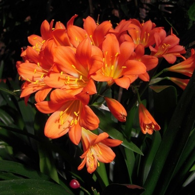 Klívie - Clivia robusta - semena - 6 ks