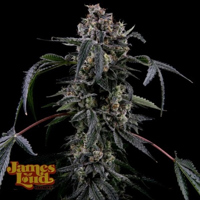 James Loud Genetics Black Radler semienka neobsahujú THC 5 ks