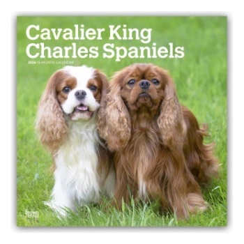 Browntrout Verlags GmbH Cavalier King Charles Spaniels 2026 - 16-Monatskalender