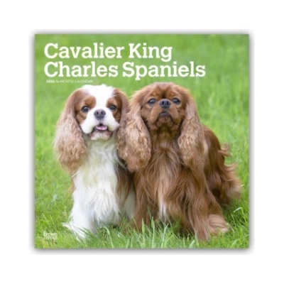 Browntrout Verlags GmbH Cavalier King Charles Spaniels 2026 - 16-Monatskalender | BrownTrout Publishers Inc