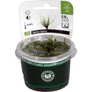 Juncus repens