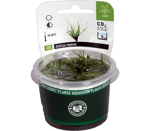Juncus repens