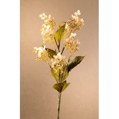 Paramit DRY WILD HYDRANGEA Aranžovací květina krémová 62 cm