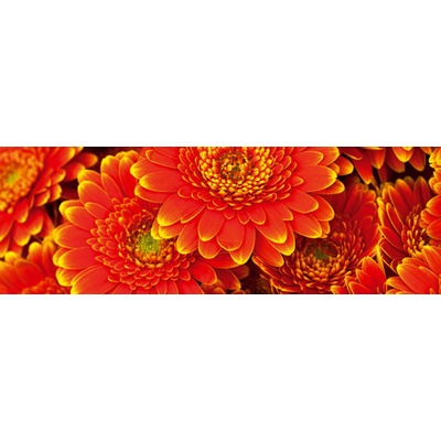 Dimex M-481 vliesová fototapeta na zeď Gerbera rozměry 330 x 110 cm