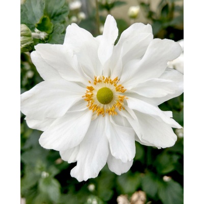 Anemone hybrida WHIRLWIND - sasanka, anemonka