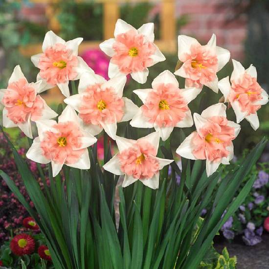 Poni Veni® Narcissus 'Dear Love' - narcis od 3,37 € - Heureka.sk