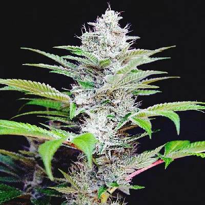 Ministry of Cannabis AUTO CBD Star semena neobsahují THC 10 ks