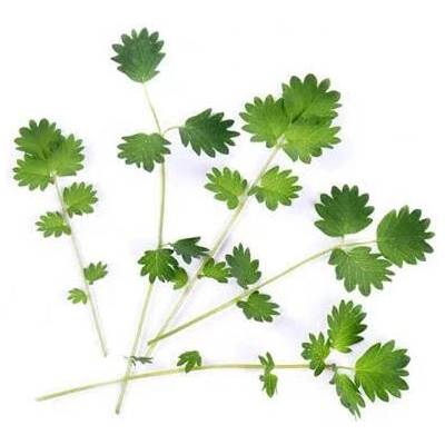 VÉritable (Франция) Пълнител (лингот) Salad Burnet Organic за настолна градина Véritable® - салата Бърнет (VLIN-O10-Pim025)