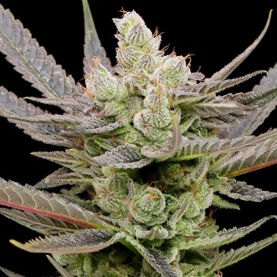 Anesia Seeds Glowberry Rush Auto semena neobsahují THC 10 ks