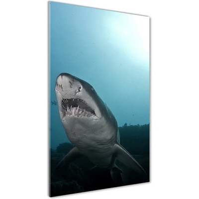 Vertikálny foto obraz sklenený Veľký žralok 50x100 cm