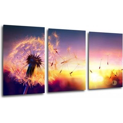 Impresi Obraz Púpava sa západom slnka - 120 x 60 cm (3 dielný)