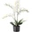 Bloomingville Изкуствено цвете в саксия Bloomingville орхидея L (82061501)