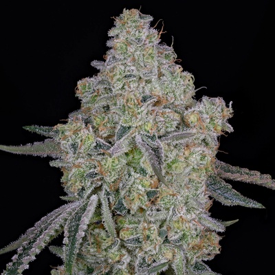 Green House Seed Honey Dipper semienka neobsahujú THC 10 ks