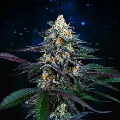 Perfect Tree Spritz semena neobsahují THC 6 ks