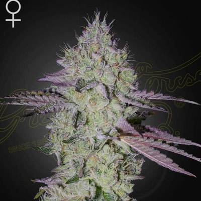 GREEN HOUSE SEEDS Tarte Tatin semena neobsahují THC 5 ks