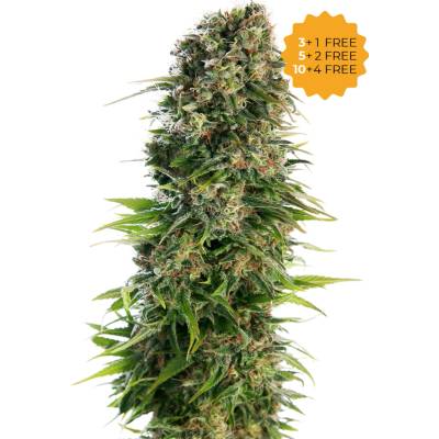 Sensi Seeds Hindu Kush Automatic semienka neobsahujú THC 10 ks