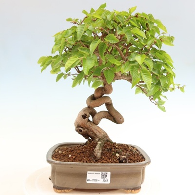 e-bonsai Venkovní bonsai -Carpinus coreana - Habr korejský