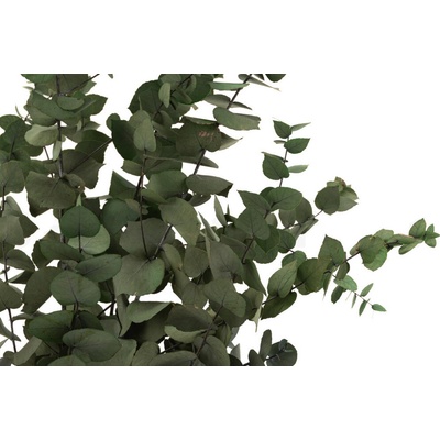 Eucalyptus zelený stabilizovaný