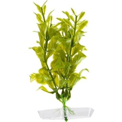 JK ANIMALS Hygrophila 13-16 cm