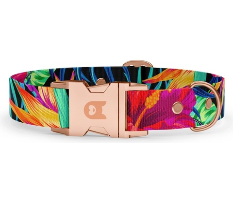 Obodog obojek BASIC Collection