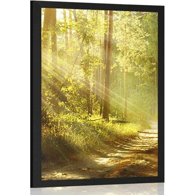 Plakát s paspartou sluneční paprsky v lese - 40x60 white