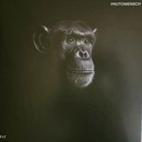 Felsmann + Tiley: Protomensch LP